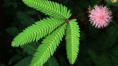 Küsdümotu – Mimosa Pudica