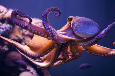 octopus-1024x680