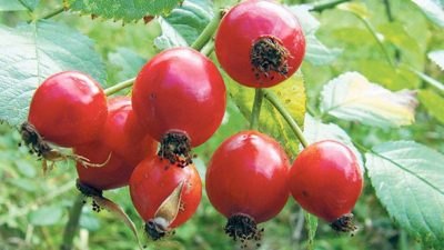 Gözaltı Sallanmaları Üçün İtburnu Möcüzəsi