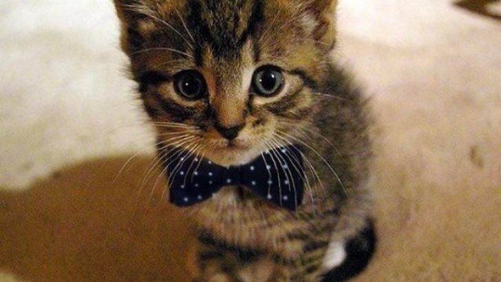 Pişiklərin Beyinləri ilə Bağlı Gerçəklər