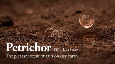 Yağış Sonrası Qoxu Əslində Torpaq Qoxusu Deyil (Petrichor)