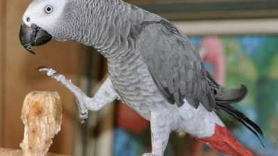 Tutuquşularının Danışma Xüsusiyyətləri və Jako