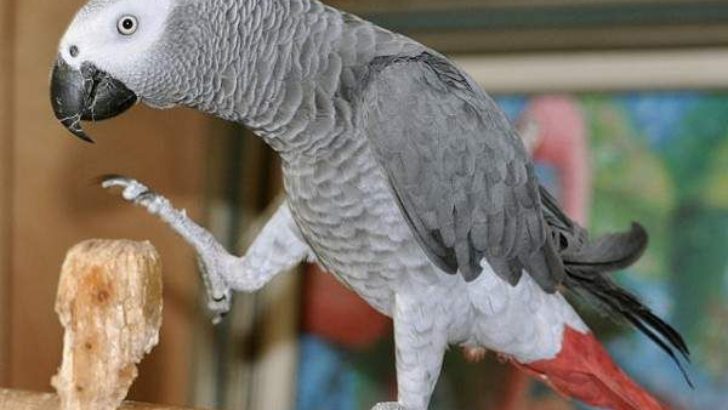 Tutuquşularının Danışma Xüsusiyyətləri və Jako