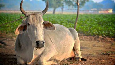 Hindistanda Nə Üçün İnəklər Müqəddəsdir?