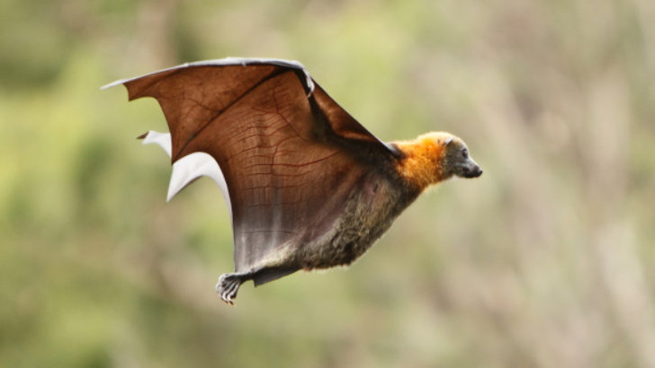 Yarasanın Mükəmməl Hissiyatı