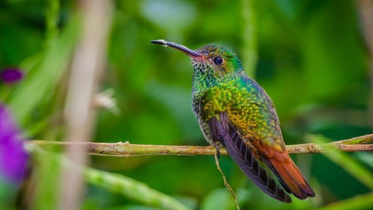2 Qram Ağırlığında Dünyanın Ən Kiçik Quşu